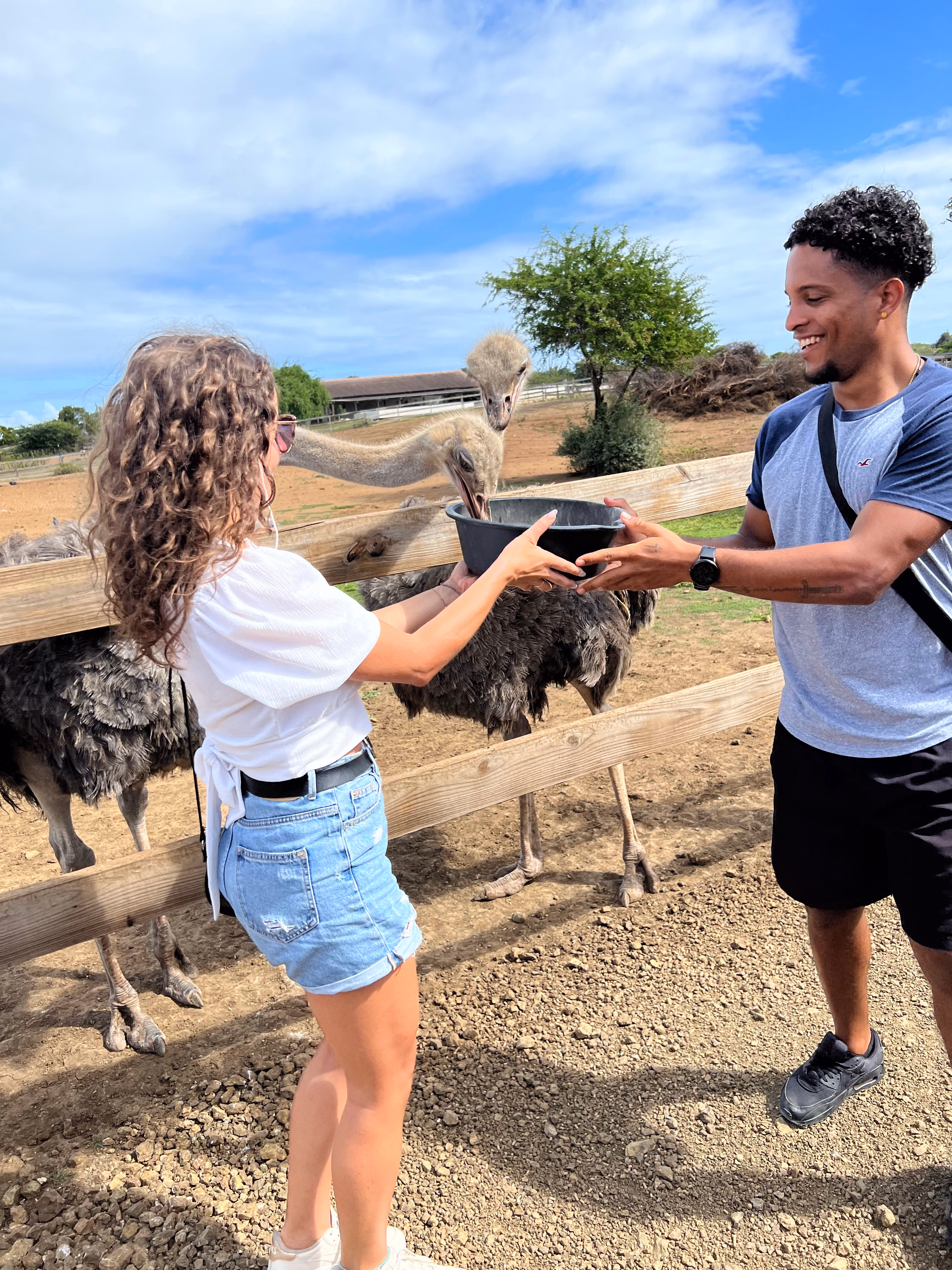 Ostrich Farm